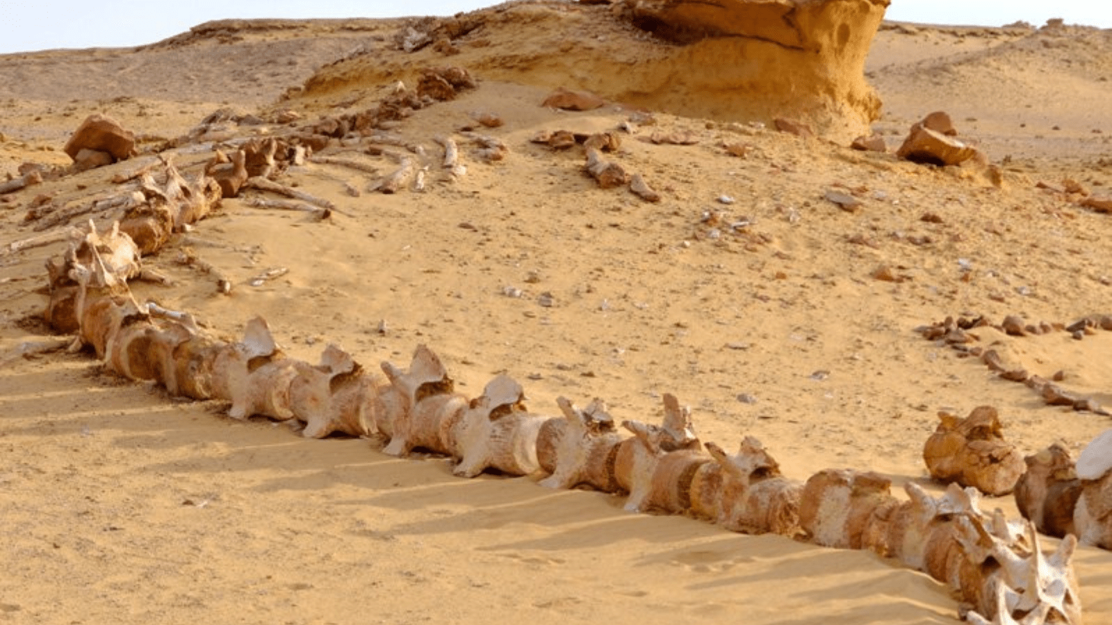 A Day Tour From Cairo To Al Fayoum , Wadi Al Rayan and Wadi Hitan