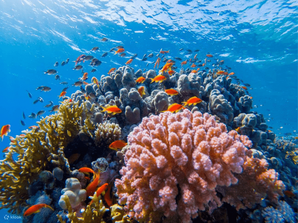 Snorkeling activity.