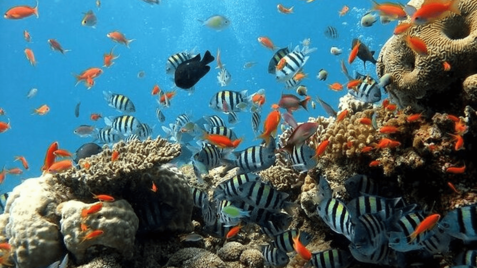 Snorkeling Trip By Boat in Ras Mohamed from Sharm