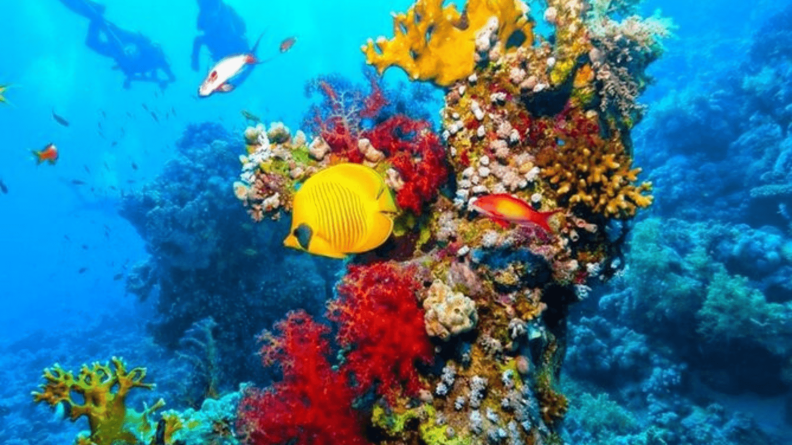 Snorkeling Trip By Boat in Ras Mohamed from Sharm