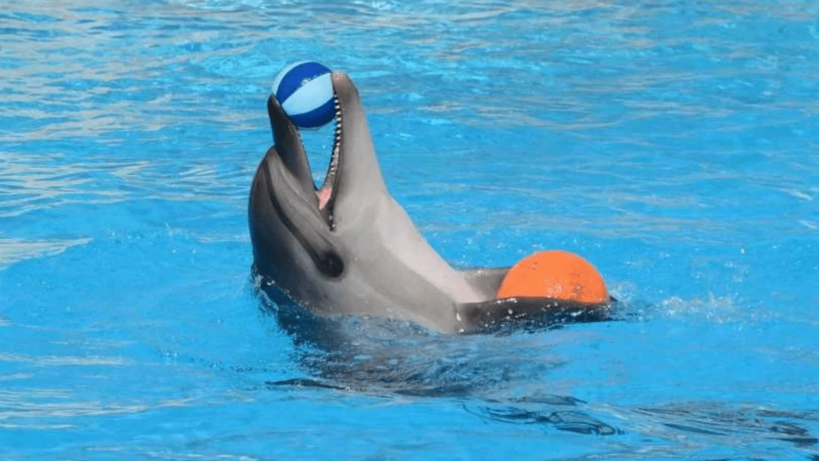 Dolphin Show