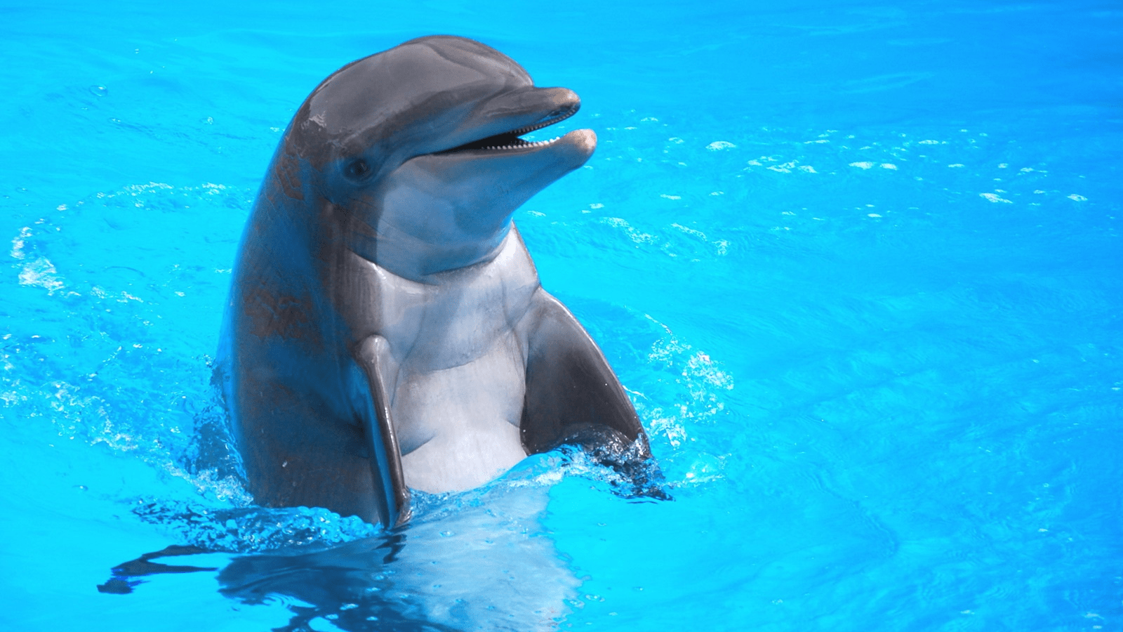 Dolphin Show