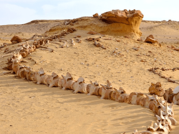 National park of Wadi Hitan known