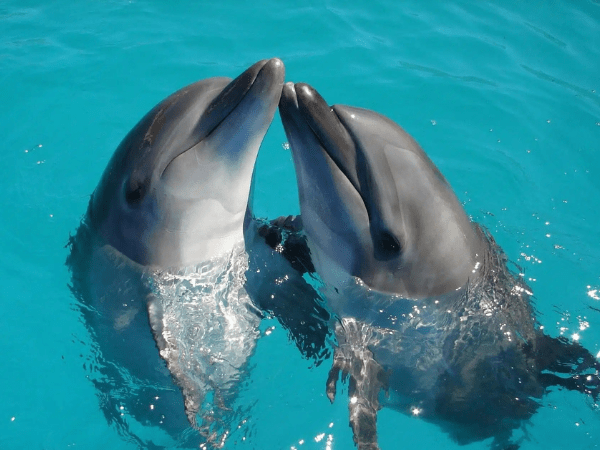 Dolphin Show In Hurghada