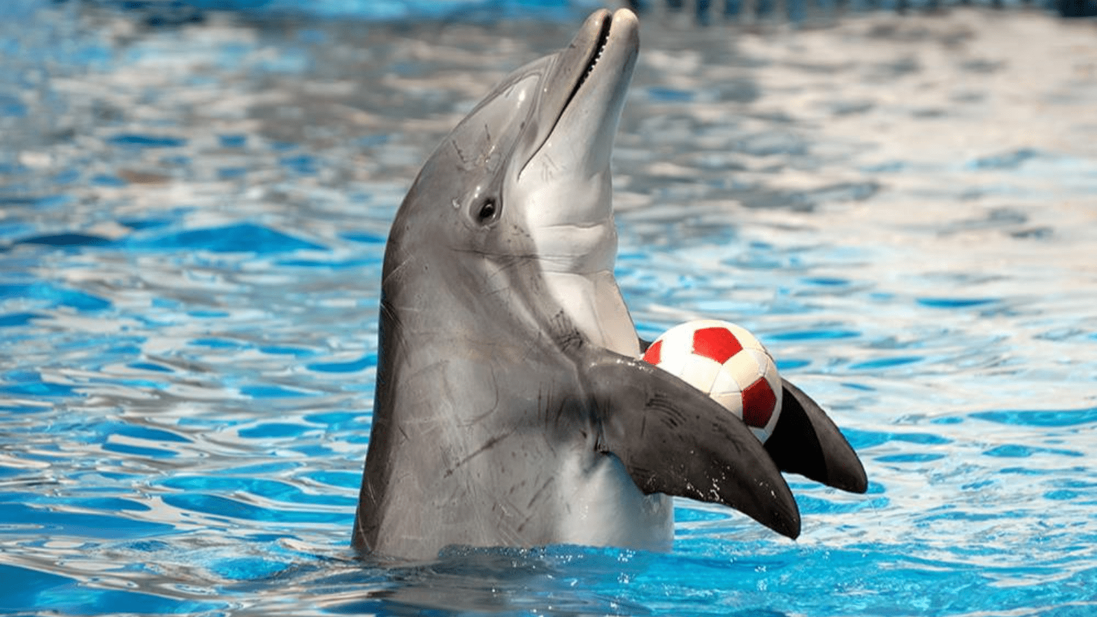 Dolphin Show In Hurghada