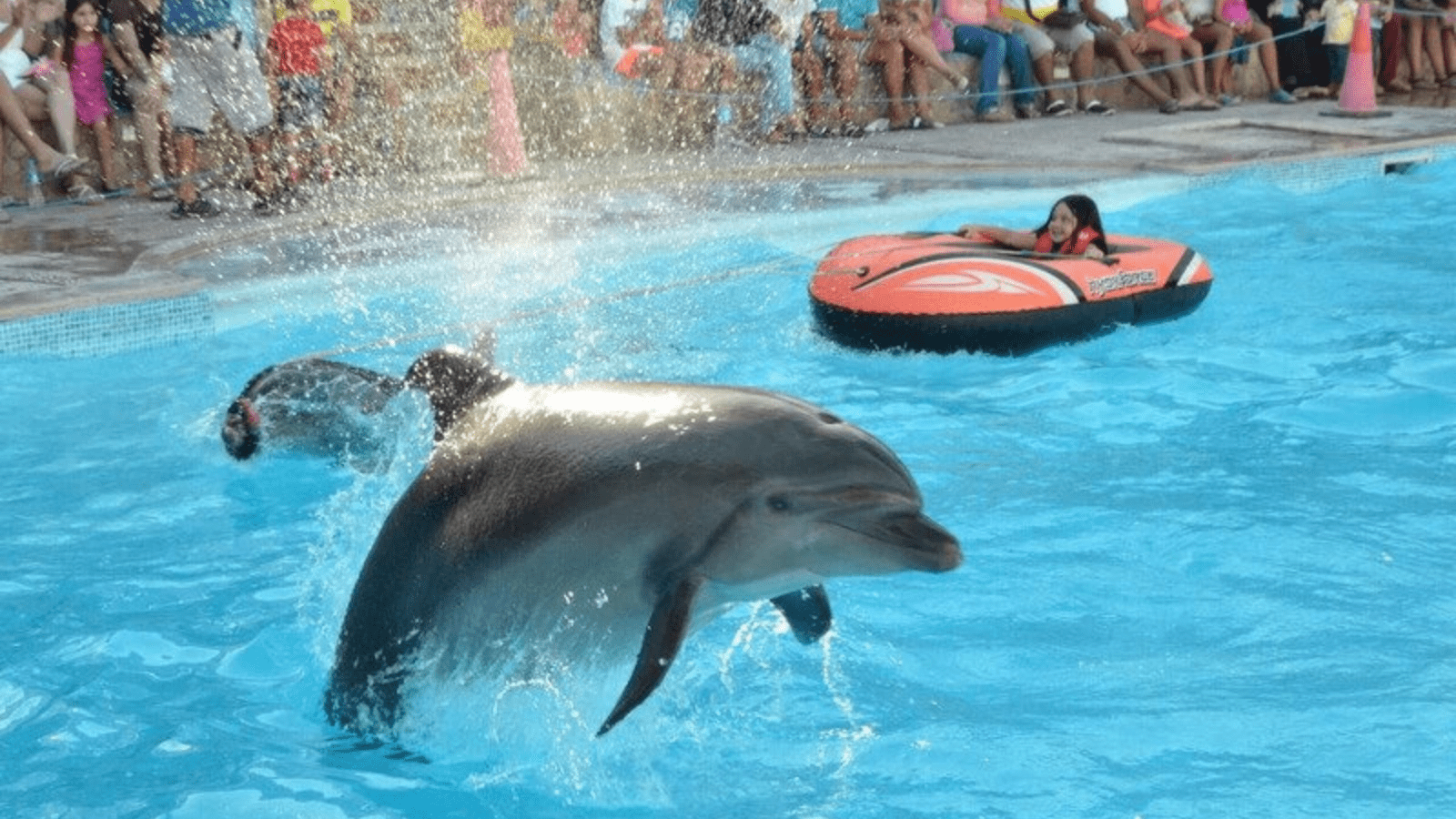 Dolphin Show In Hurghada