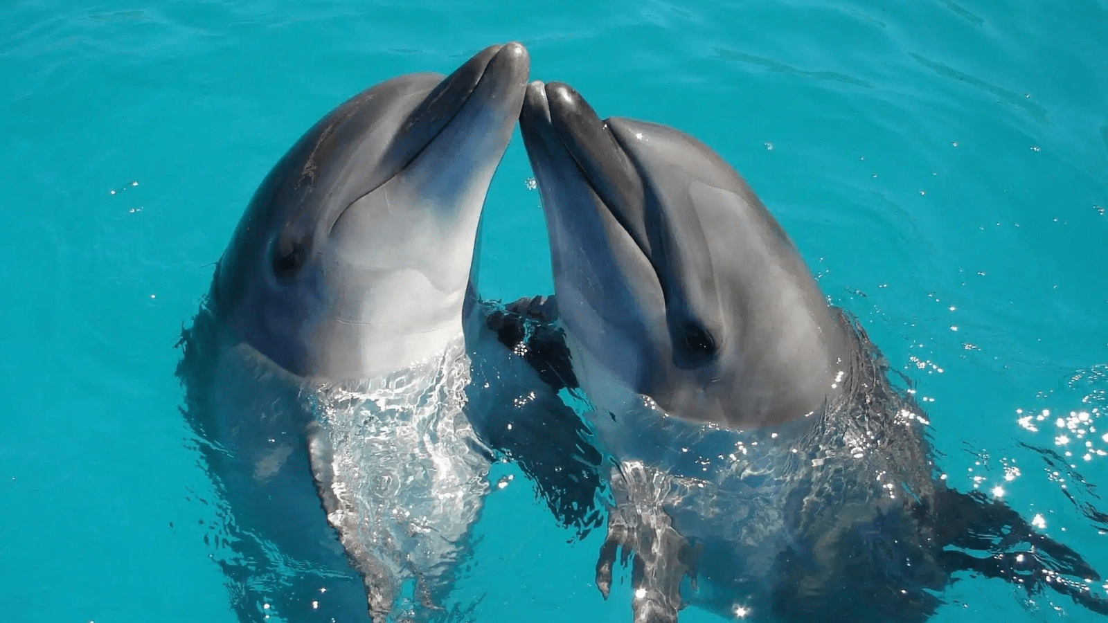 Dolphin Show In Hurghada