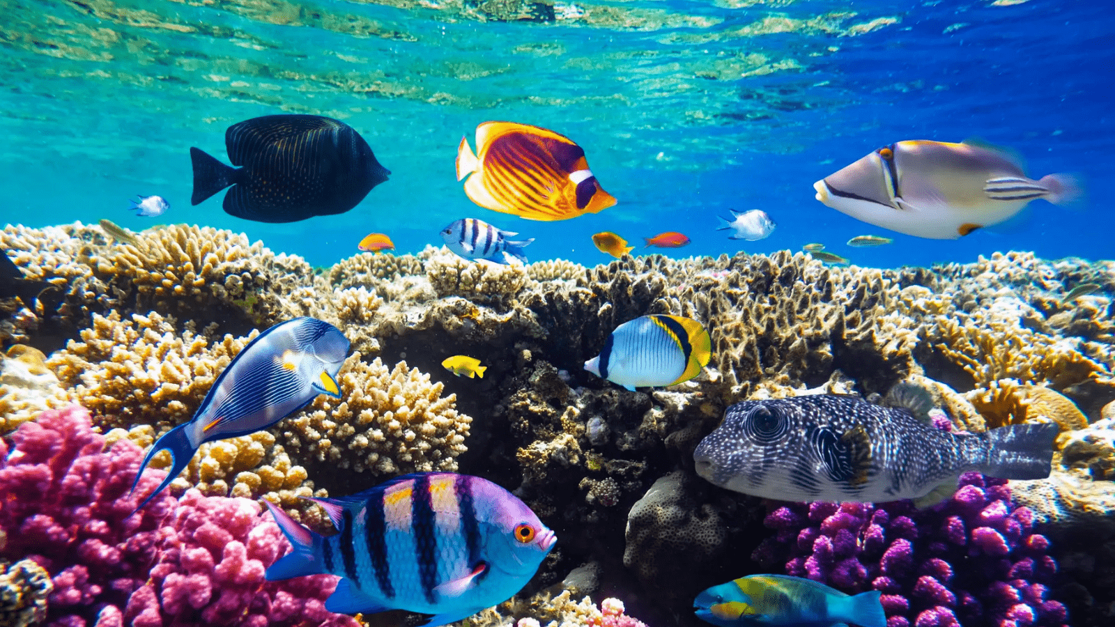 A Day Tour Snorkeling at Mahmya Island