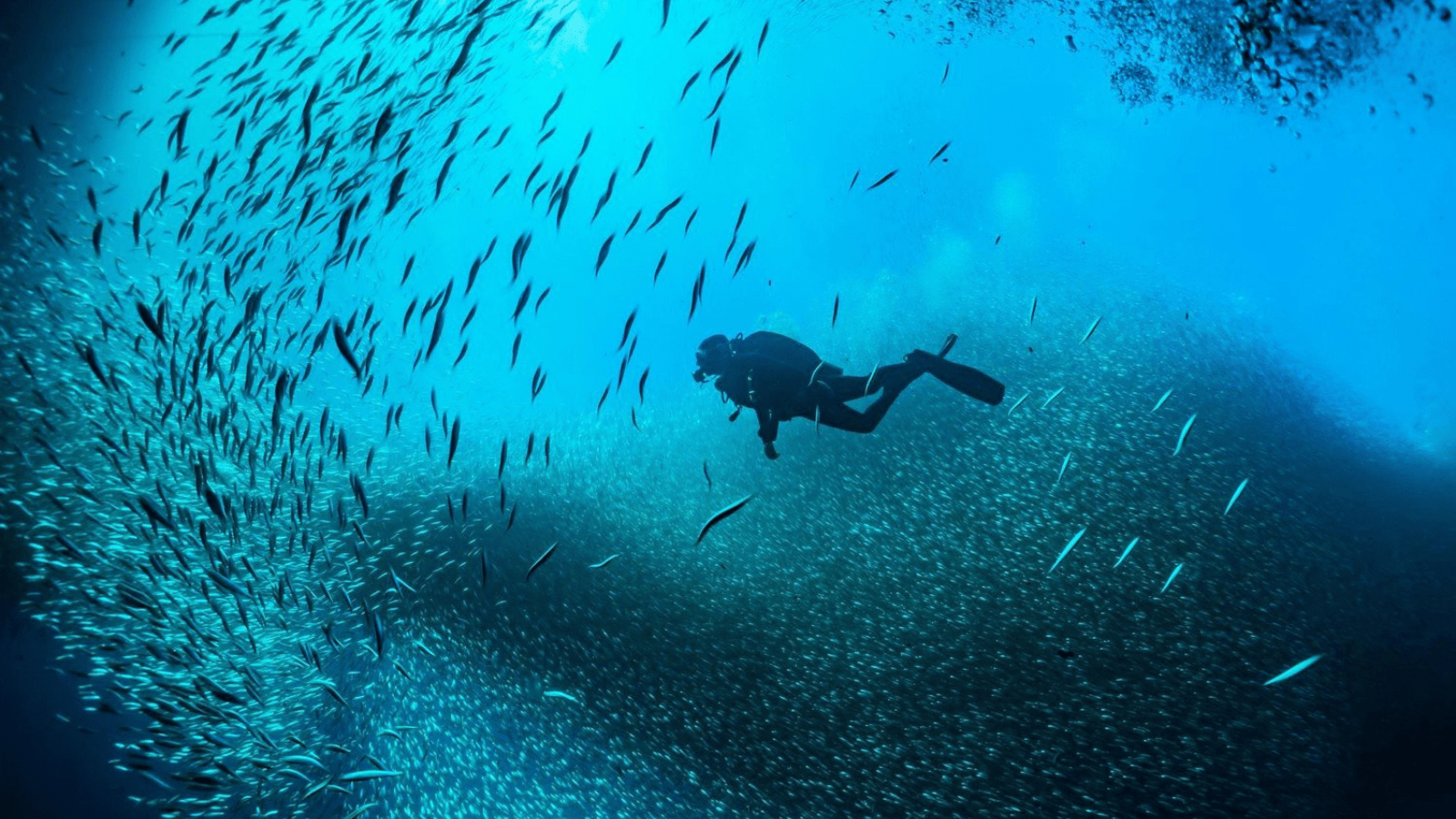 A Day Tour Snorkeling at Mahmya Island