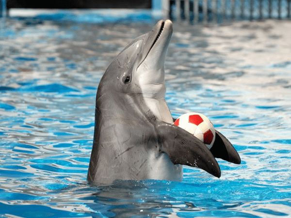 The Dolphin Show
