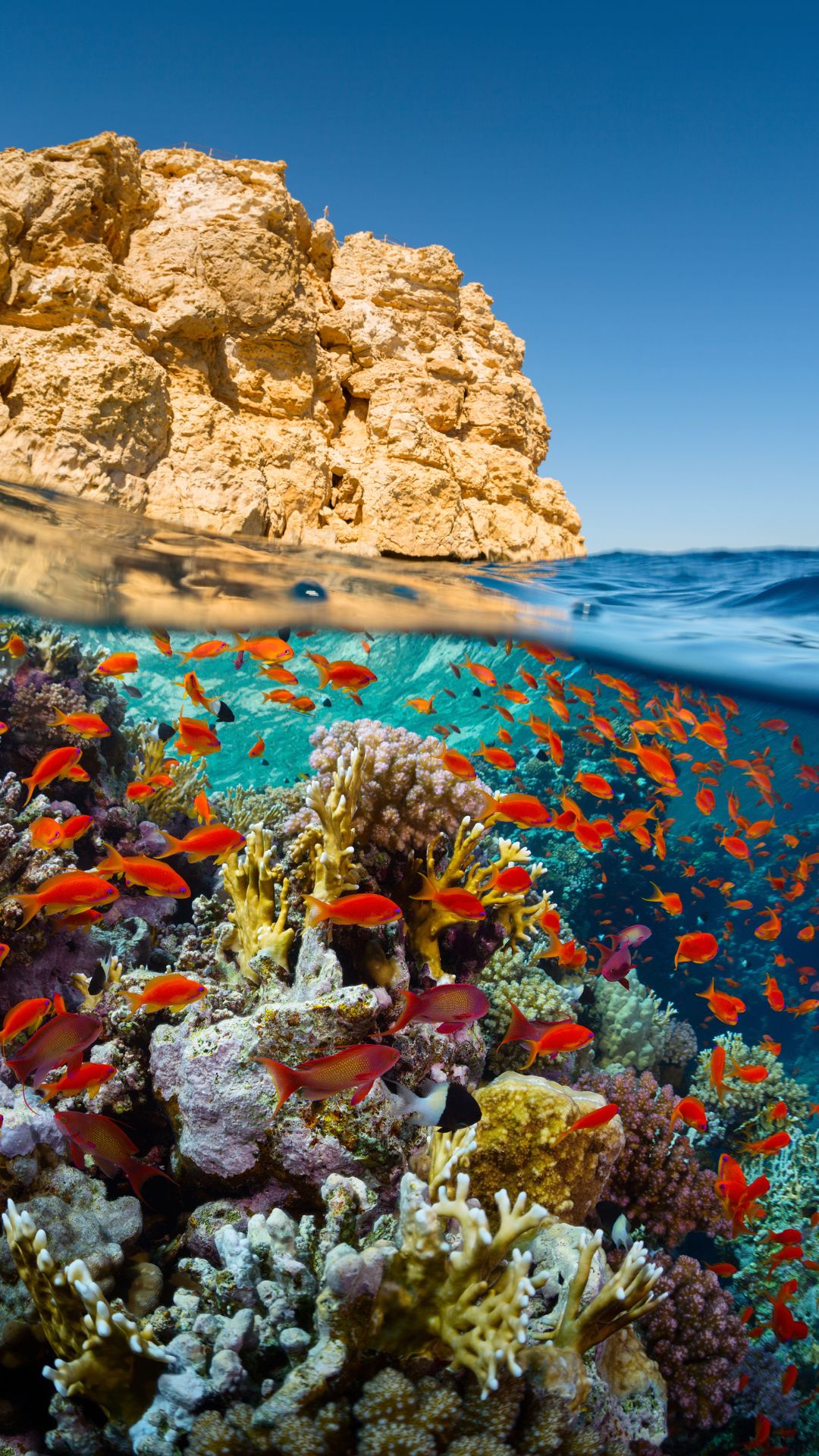 Red Sea