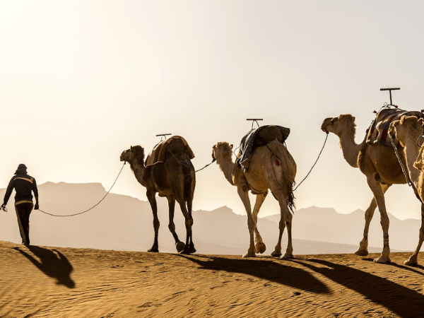 Camel riding and drinking tea