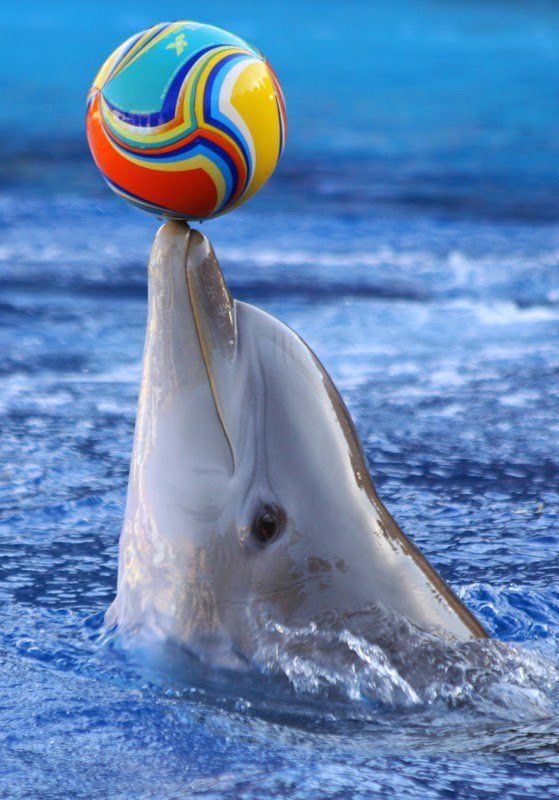 Dolphin Show