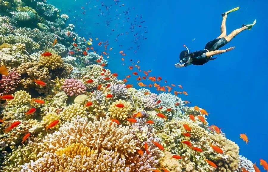Snorkeling Trip By Boat in Ras Mohamed from Sharm