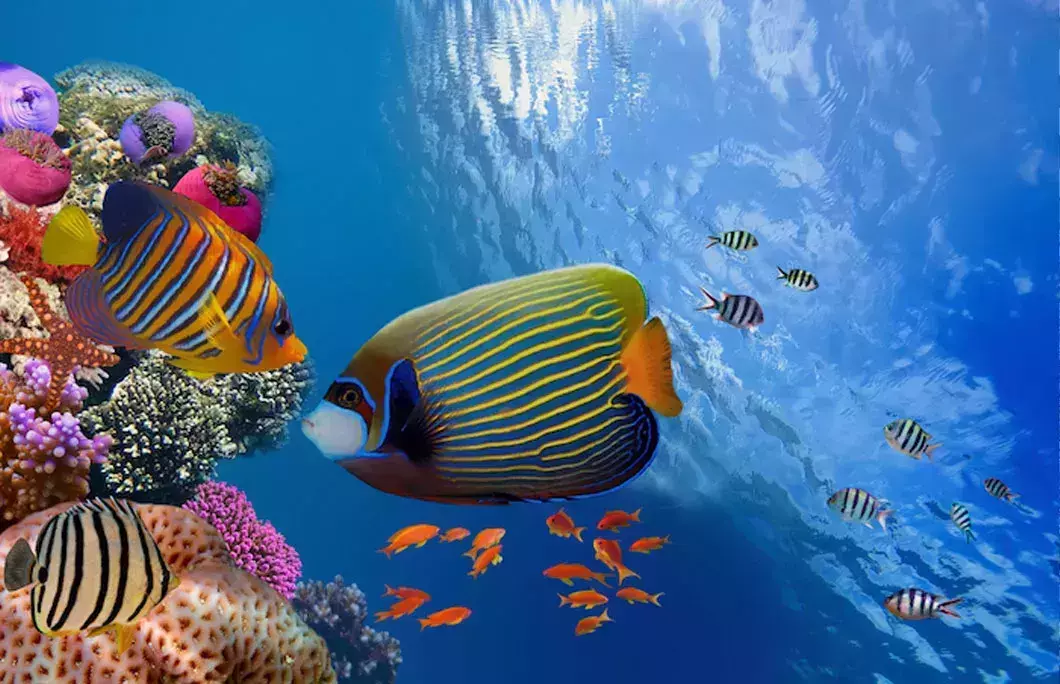 Snorkeling Trip By Boat in Ras Mohamed from Sharm