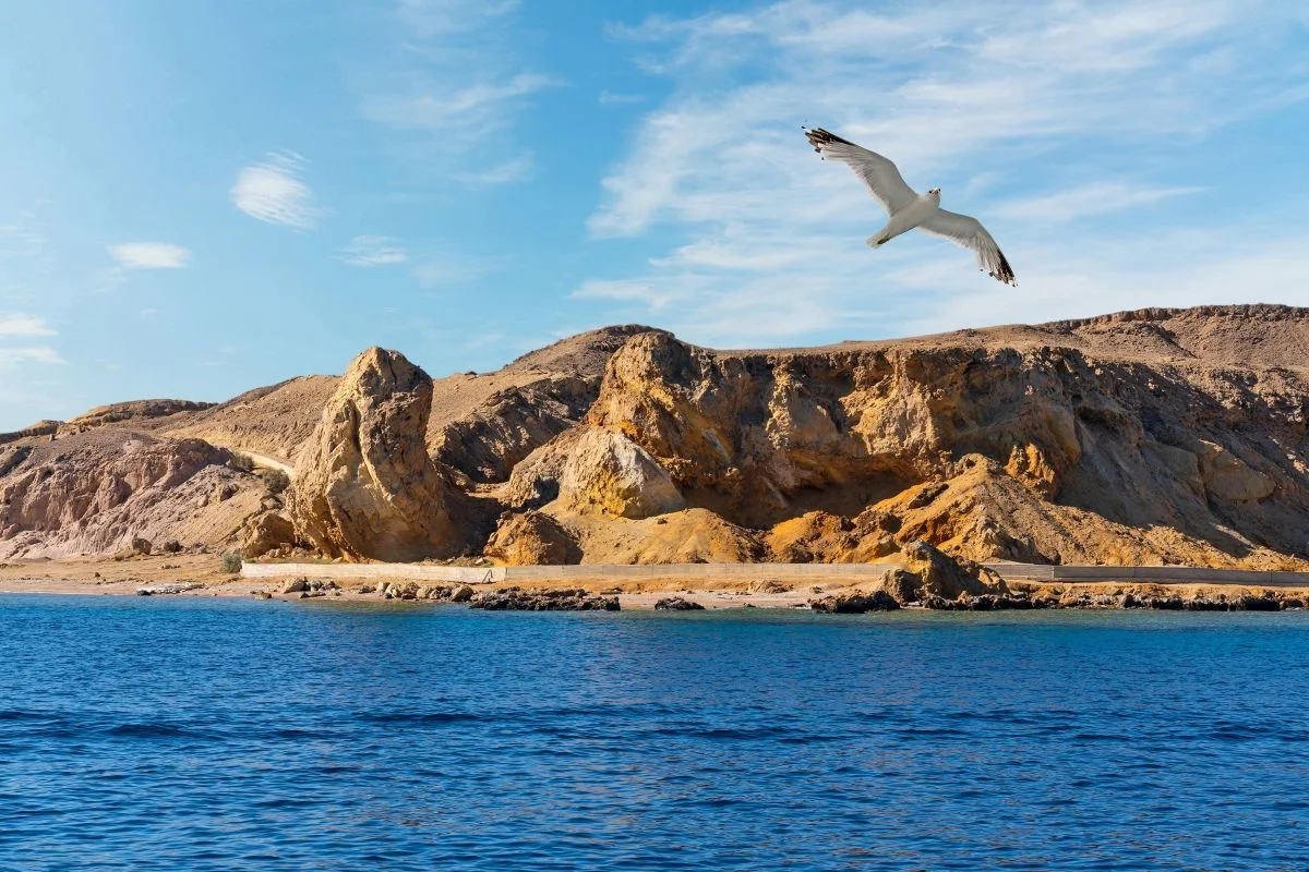Day Tour To Ras Mohamed By Bus
