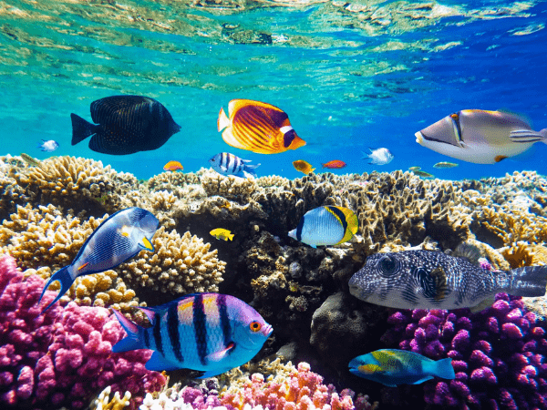 Diving and Snorkeling in Red Sea